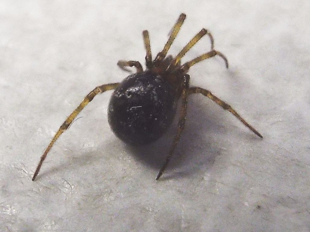 Steatoda triangulosa...strana - Milano